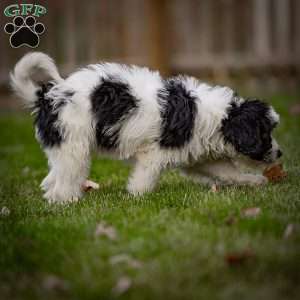 Lulu, Mini Bernedoodle Puppy