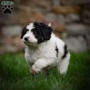 Lulu, Mini Bernedoodle Puppy