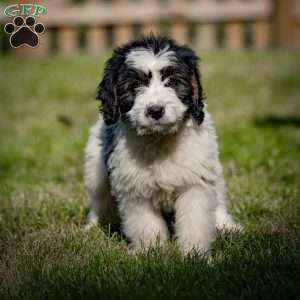 Lulu, Mini Bernedoodle Puppy