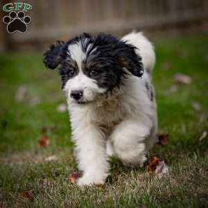 Lulu, Mini Bernedoodle Puppy