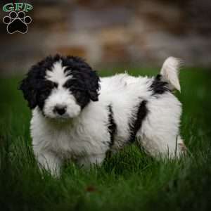 Lulu, Mini Bernedoodle Puppy