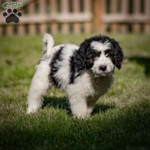 Lulu, Mini Bernedoodle Puppy