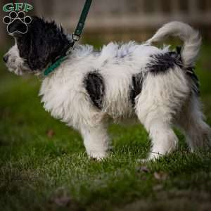 Lulu, Mini Bernedoodle Puppy