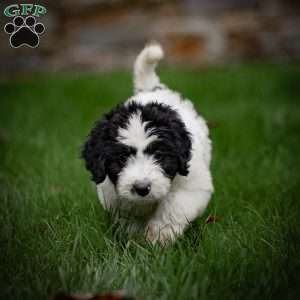 Lulu, Mini Bernedoodle Puppy