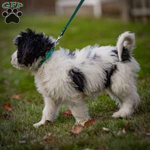 Lulu, Mini Bernedoodle Puppy