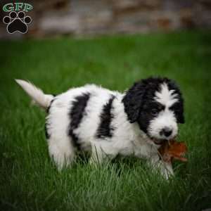 Lulu, Mini Bernedoodle Puppy