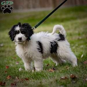 Lulu, Mini Bernedoodle Puppy