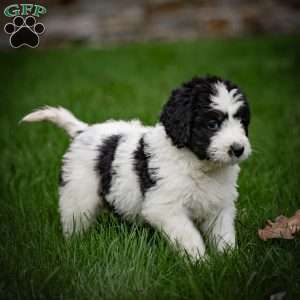 Lulu, Mini Bernedoodle Puppy