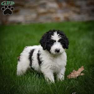 Lulu, Mini Bernedoodle Puppy