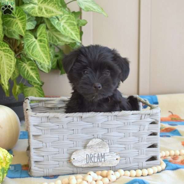 Luna, Yorkie Poo Puppy