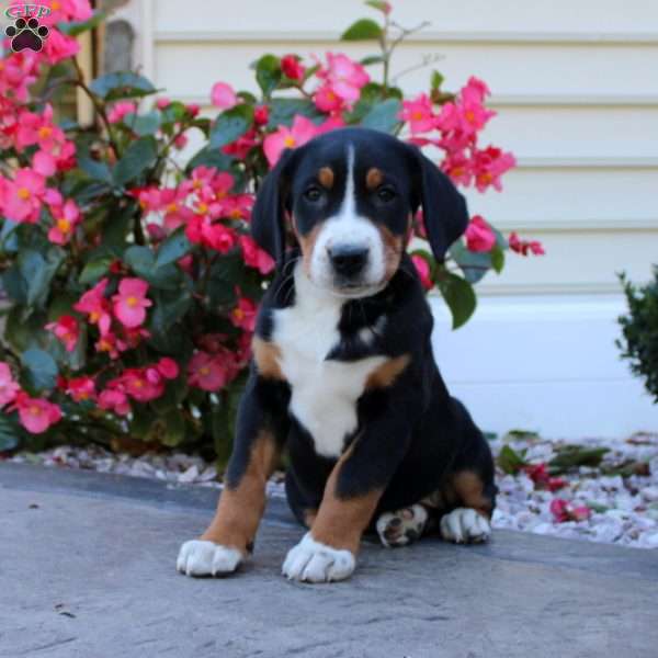 Luna, Greater Swiss Mountain Dog Puppy