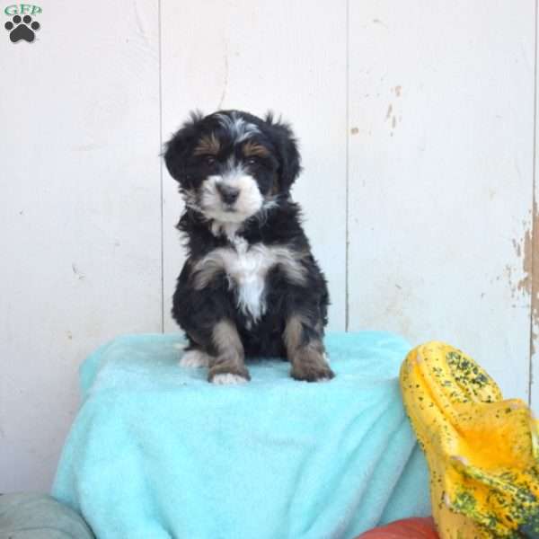 Luna, Mini Bernedoodle Puppy