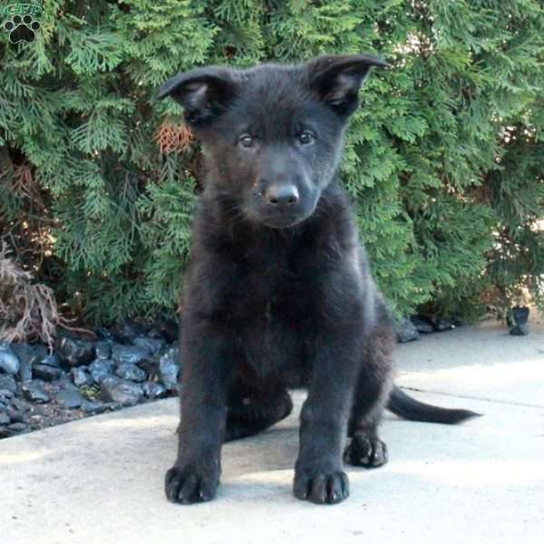 Luna, German Shepherd Puppy