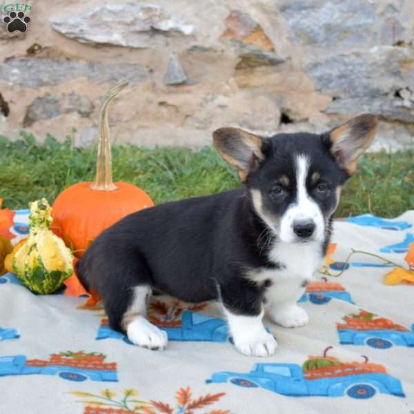 Luna, Pembroke Welsh Corgi Puppy