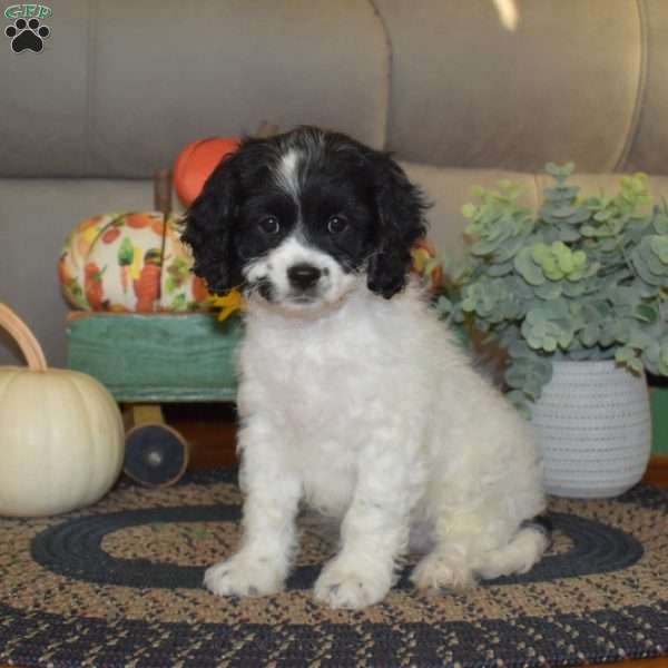 Luna, Cavapoo Puppy