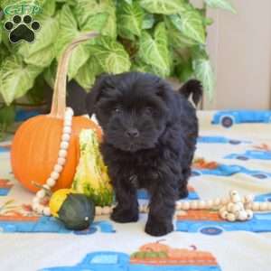 Luna, Yorkie Poo Puppy