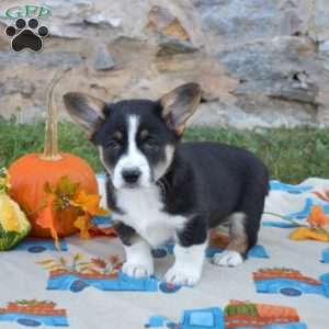 Luna, Pembroke Welsh Corgi Puppy