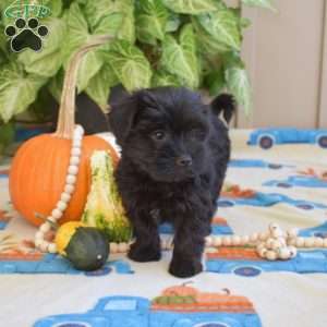 Luna, Yorkie Poo Puppy