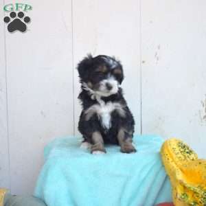 Luna, Mini Bernedoodle Puppy