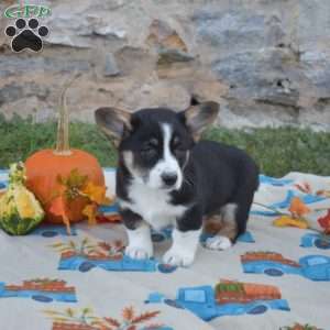 Luna, Pembroke Welsh Corgi Puppy