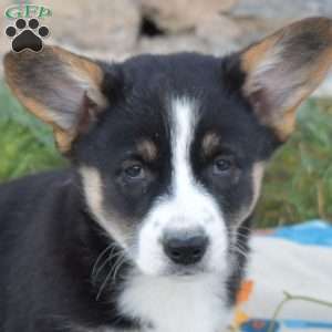 Luna, Pembroke Welsh Corgi Puppy