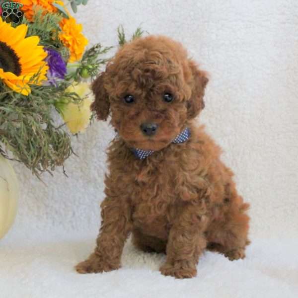 Luther, Miniature Poodle Puppy