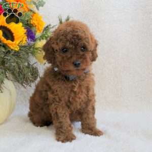 Luther, Miniature Poodle Puppy