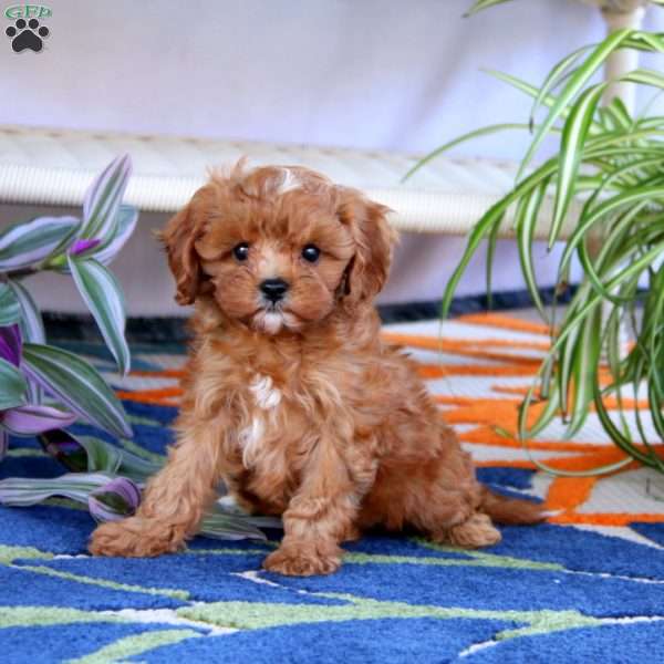 Lylah, Cavapoo Puppy