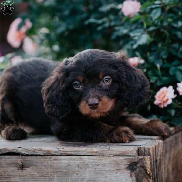 Chad, Cavapoo Puppy