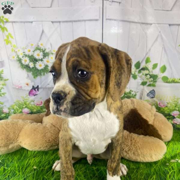 Morey, Boxer Puppy