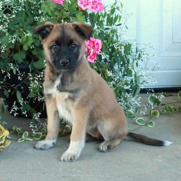 Mabel, Belgian Malinois Mix Puppy