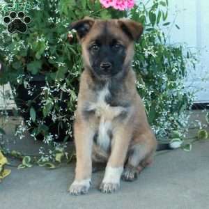 Mabel, Belgian Malinois Mix Puppy