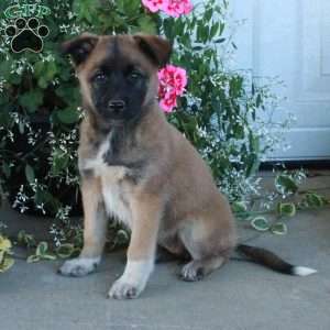 Mabel, Belgian Malinois Mix Puppy