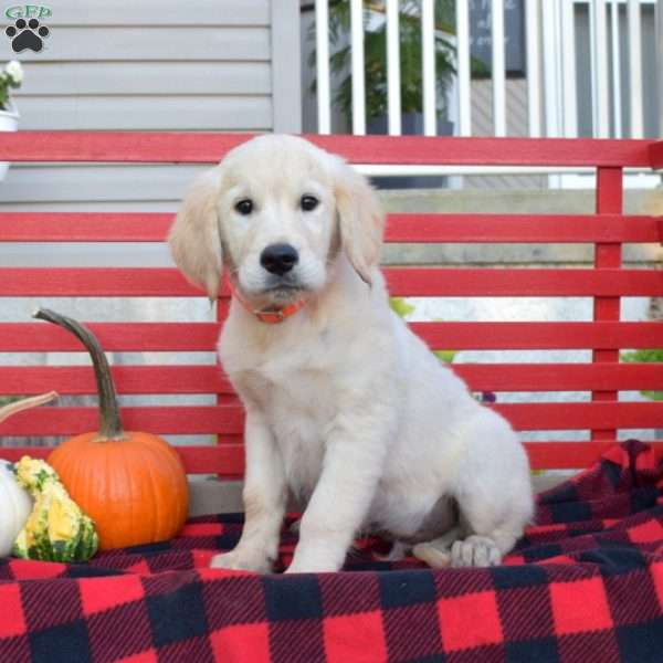 Mac, English Cream Golden Retriever Puppy