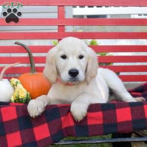 Mac, English Cream Golden Retriever Puppy