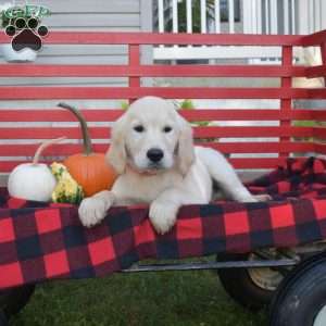 Mac, English Cream Golden Retriever Puppy