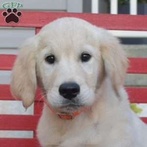 Mac, English Cream Golden Retriever Puppy