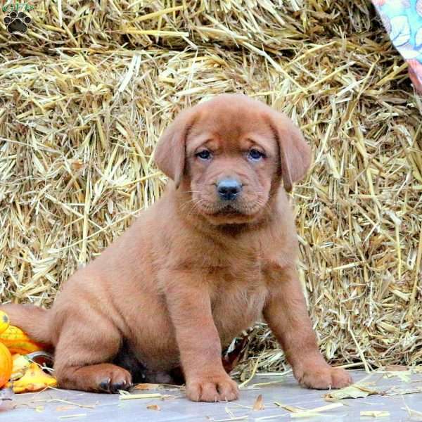 Mack, Fox Red Labrador Retriever Puppy