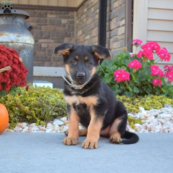 Macy, German Shepherd Puppy