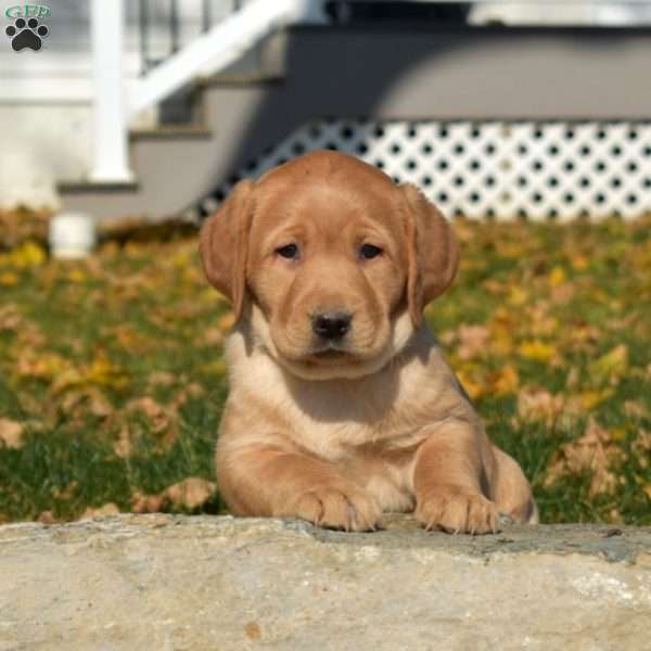 Macy, Fox Red Labrador Retriever Puppy