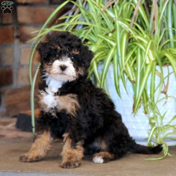 Macy, Mini Bernedoodle Puppy