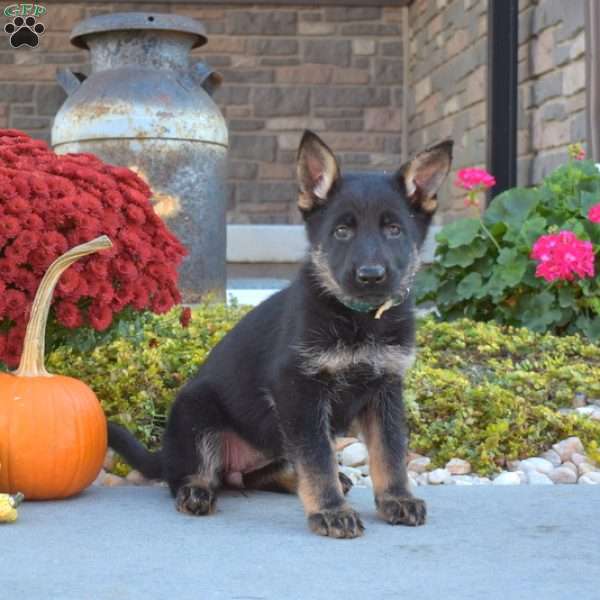 Madison, German Shepherd Puppy