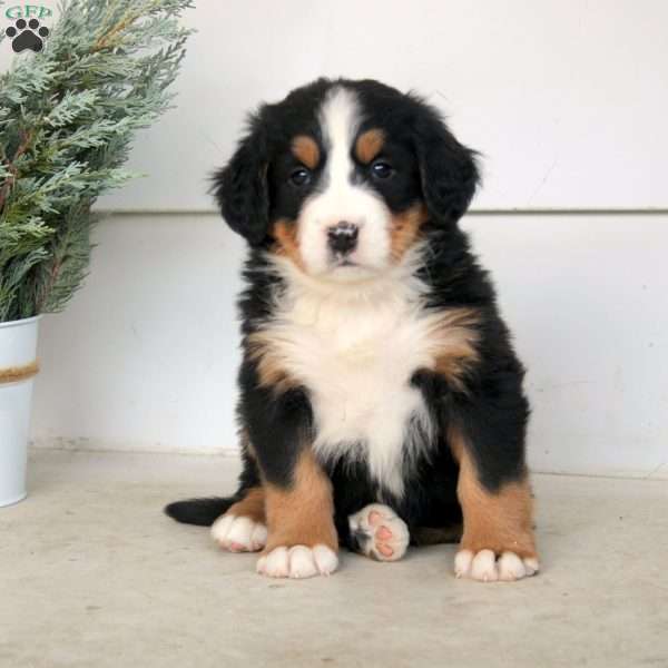 Madison, Bernese Mountain Dog Puppy