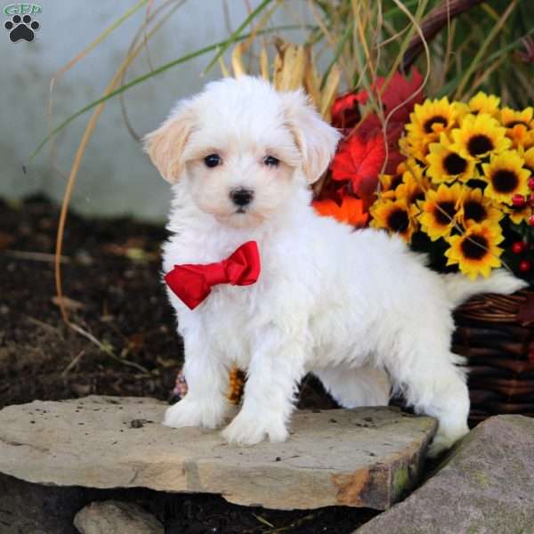 Madison, Maltipoo Puppy