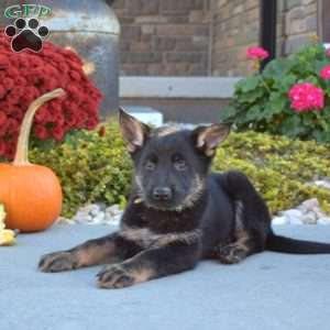 Madison, German Shepherd Puppy