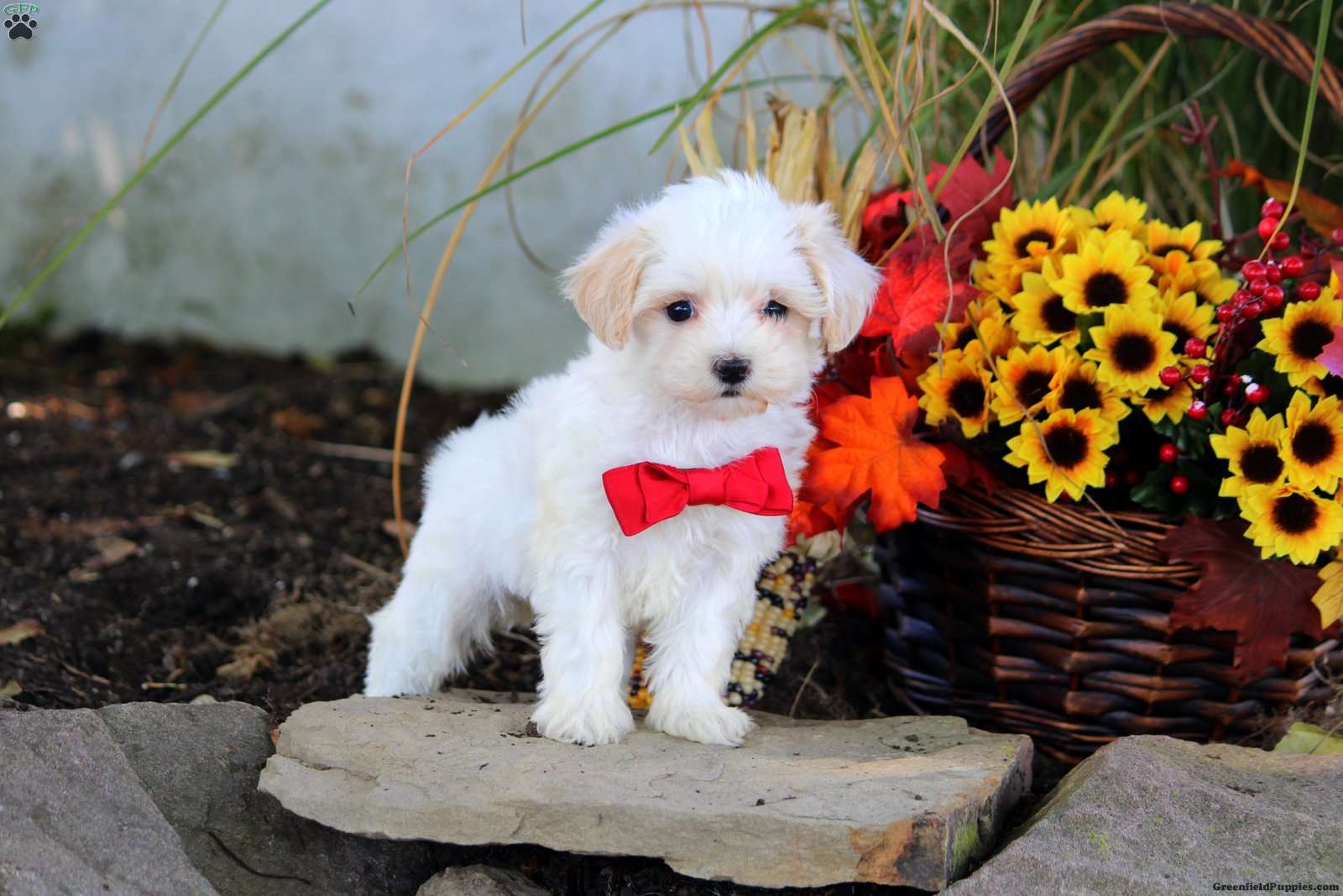 Madison Maltipoo Puppy For Sale in Pennsylvania