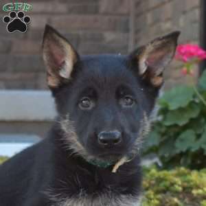 Madison, German Shepherd Puppy