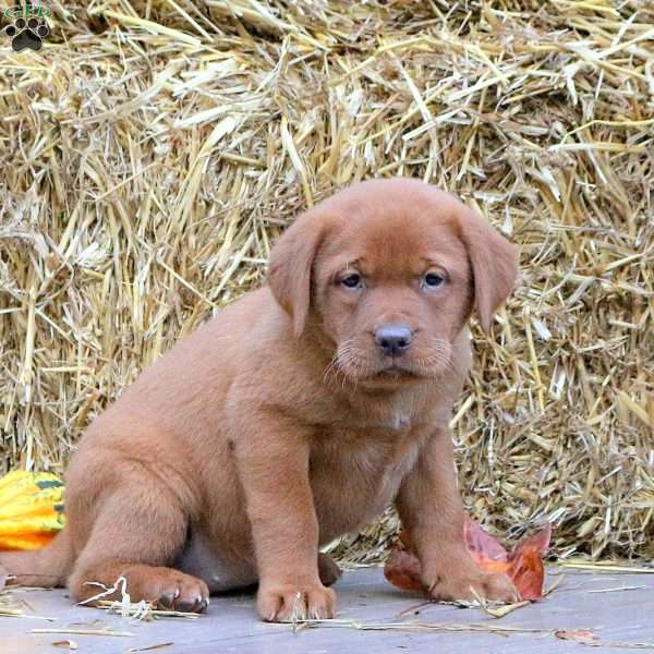 Maggie, Fox Red Labrador Retriever Puppy