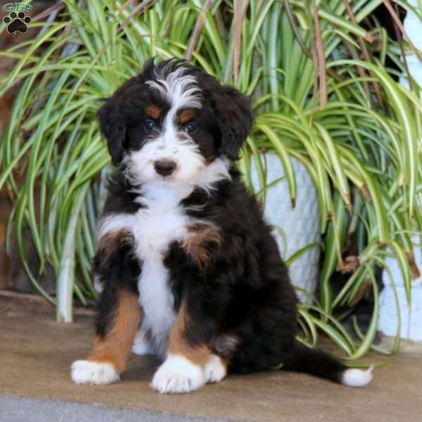 Maggie, Mini Bernedoodle Puppy