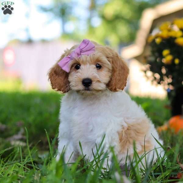 Maggie, Cockapoo Puppy